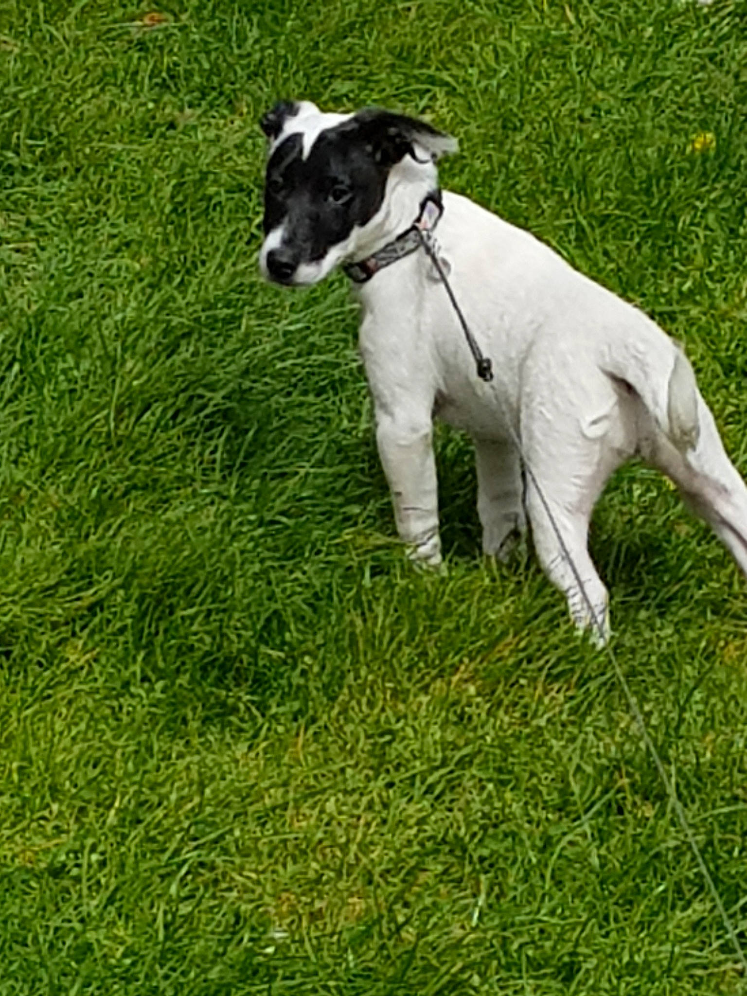 Louna a rejoint le concours — aidez-le/la à gagner de superbes lots ! canidae, carnivore, companion_dog, dog, dog_breed, grass, greyhound, lurcher, mammal, meadow, plant, rare_breed_dog, smooth_fox_terrier, sporting_group, tail, vertebrate, whippet