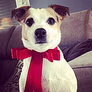 Ippie participe au concours pour gagner de l'argent avec cette photo : bow_tie, canidae, carnivore, companion_dog, dog, dog_breed, dog_clothes, dog_collar, fashion_accessory, jack_russell_terrier, mammal, puppy, puppy_love, rat_terrier, russell_terrier, snout, tie