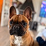 dog, french_bulldog, pet, animal, indoor, close_up, brown, white, ears, face, eyes, snout, cute, sitting, canine, companion, fur, domestic, portrait, house