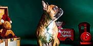 Vanda a rejoint le concours — aidez-le/la à gagner de superbes lots ! animal, christmas, christmas_toy, cute, decor, dog, festive, french_bulldog, green_background, holiday, indoor, looking_away, pet, plush_toy, portrait, reindeer, studio, suitcase, toy, train
