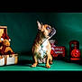 animal, christmas, christmas_toy, cute, decor, dog, festive, french_bulldog, green_background, holiday, indoor, looking_away, pet, plush_toy, portrait, reindeer, studio, suitcase, toy, train