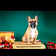 Vanda participe au concours pour gagner de l'argent avec cette photo : animal, brown_dog, canine, cute, decorations, dog, festive, french_bulldog, green_background, holiday_theme, indoor, pet, plush_toys, portrait, reindeer_toys, sitting, small_dog, studio_photo, toy_train, wooden_crate
