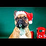 Vanda a rejoint le concours — aidez-le/la à gagner de superbes lots ! animal, canine, christmas, cute, dog, domestic_animal, ears, festive, french_bulldog, fur, green_background, holiday, mammal, nose, pet, portrait, red_hat, santa_hat, studio, toy_train