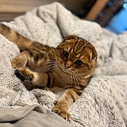 Klaus is registered to the contest to win money with this photo: cat, scottish_fold, pet, animal, feline, cute, fluffy, blanket, cozy, relaxing, indoor, fur, whiskers, paws, stretching, brown, striped, soft_texture, home, curious