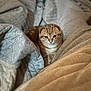 Klaus is registered to the contest to win money with this photo: cat, blanket, quilt, cozy, orange_cat, pet, feline, indoor, cute, fur, sleeping_area, comfort, resting, soft_texture, warm, domestic_animal, relaxation, animal, snug, curious
