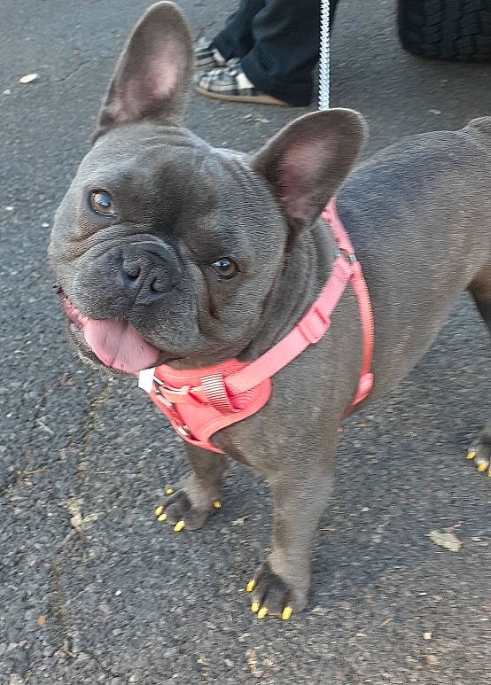 Izzy is registered to the contest to win money with this photo: bulldog, canidae, carnivore, collar, companion_dog, dog, dog_breed, dog_collar, ear, fawn, french_bulldog, leash, mammal, non_sporting_group, puppy, rare_breed_dog, snout, toy_bulldog, vertebrate