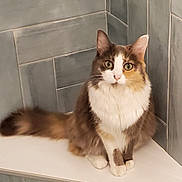 Kaiba joined the competition — help win amazing prizes! cat, calico_cat, fluffy, sitting, green_eyes, indoor, tile_wall, white_ledge, pet, feline, fur, ears, tail, looking, cute, domestic_animal, mammal, quiet, calm, portrait