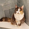 cat, calico_cat, fluffy, sitting, green_eyes, indoor, tile_wall, white_ledge, pet, feline, fur, ears, tail, looking, cute, domestic_animal, mammal, quiet, calm, portrait