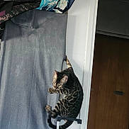 Hadès a rejoint le concours — aidez-le/la à gagner de superbes lots ! cat, tabby_cat, climbing, step_ladder, indoor, door, fabric, gray, wooden_door, wall, clothing, hanging_clothes, pet, animal, feline, curious, active, balance, vertical, home