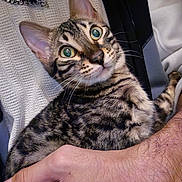 Hadès joined the competition — help win amazing prizes! cat, tabby, pet, animal, fur, striped, whiskers, ears, eyes, person, hand, holding, sweater, jacket, skin, arm, closeup, indoor, domestic, cute