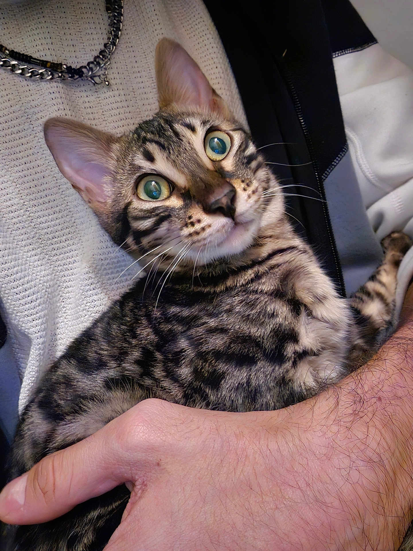 Hadès joined the competition — help win amazing prizes! cat, tabby, pet, animal, fur, striped, whiskers, ears, eyes, person, hand, holding, sweater, jacket, skin, arm, closeup, indoor, domestic, cute