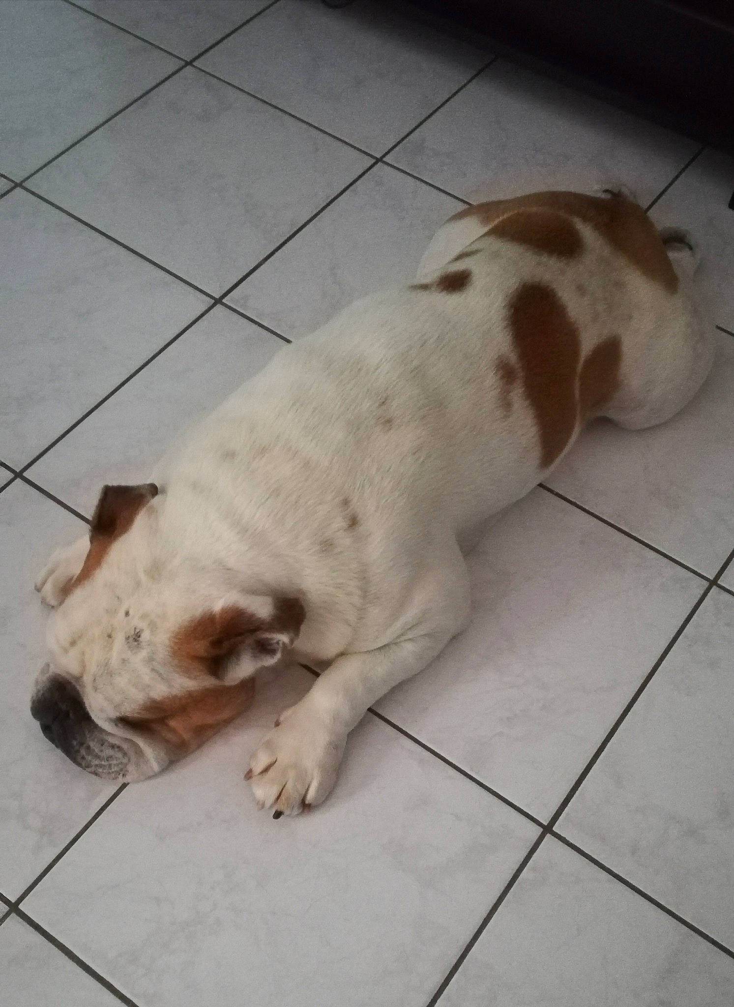 Gibson a rejoint le concours — aidez-le/la à gagner de superbes lots ! american_bulldog, canidae, carnivore, companion_dog, dog, dog_breed, fawn, mammal, non_sporting_group, pit_bull, pointer, puppy, rare_breed_dog, sporting_group, tail, vertebrate