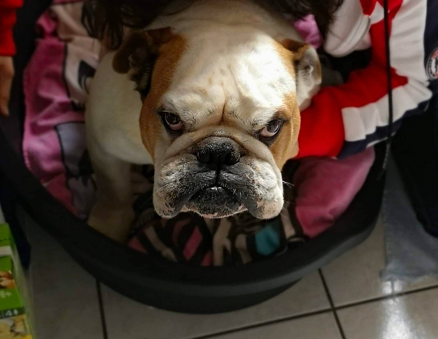 Gibson a rejoint le concours — aidez-le/la à gagner de superbes lots ! american_bulldog, australian_bulldog, bulldog, canidae, carnivore, companion_dog, dog, dog_breed, french_bulldog, mammal, non_sporting_group, old_english_bulldog, olde_english_bulldogge, puppy, rare_breed_dog, snout, sporting_group, toy_bulldog, vertebrate, white_english_bulldog
