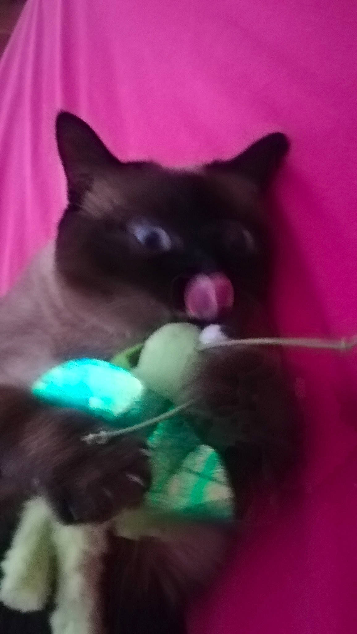 Nala participe au concours pour gagner de l'argent avec cette photo : black_cat, burmese, carnivore, cat, fawn, felidae, kitten, korat, siamese, small_to_medium_sized_cats, snout, snowshoe, tail, thai, tonkinese, whiskers