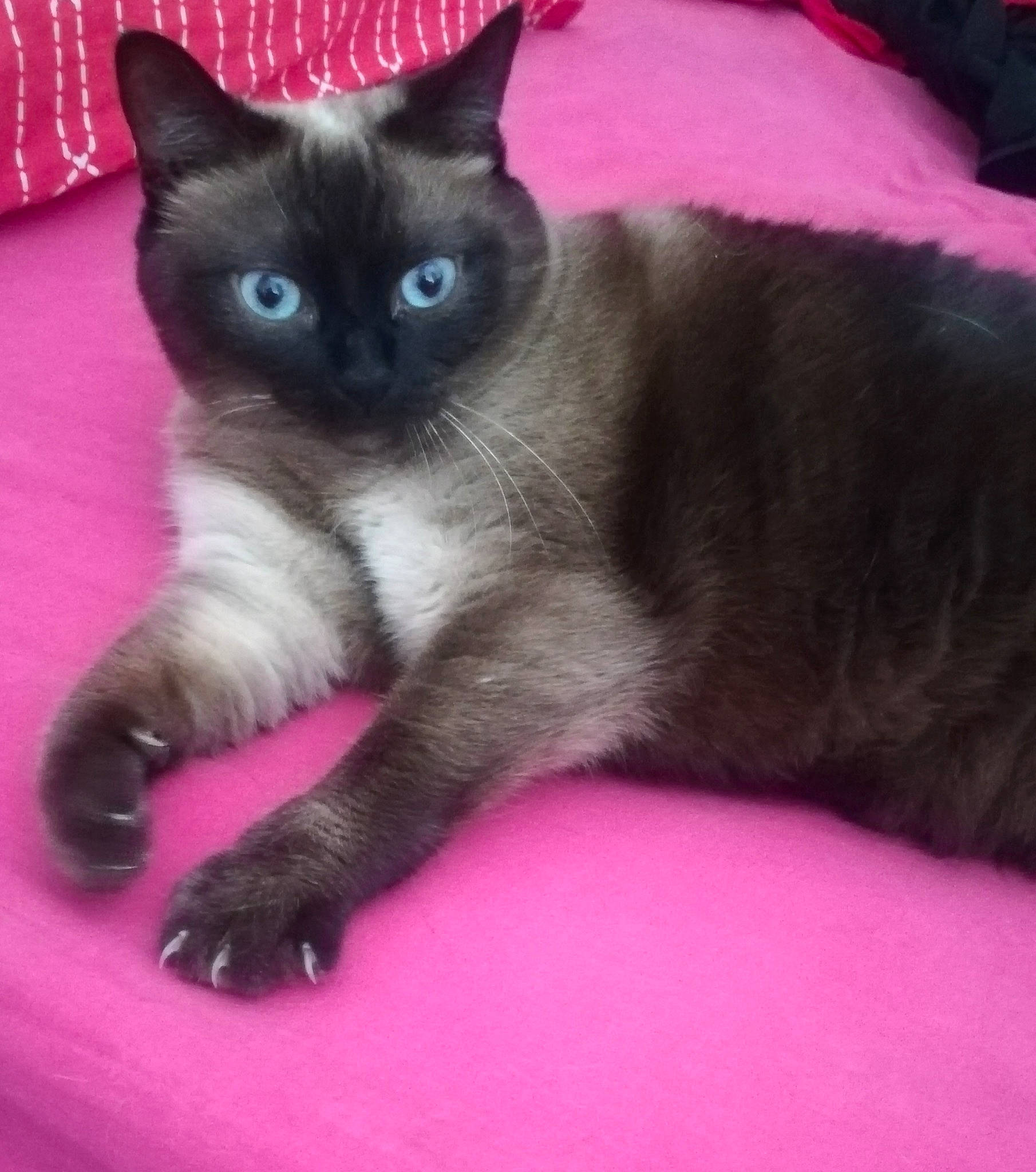 Nala participe au concours pour gagner de l'argent avec cette photo : asian, balinese, british_shorthair, burmese, carnivore, cat, colorpoint_shorthair, domestic_short_haired_cat, felidae, himalayan, javanese, kitten, korat, mammal, siamese, small_to_medium_sized_cats, thai, tonkinese, vertebrate, whiskers