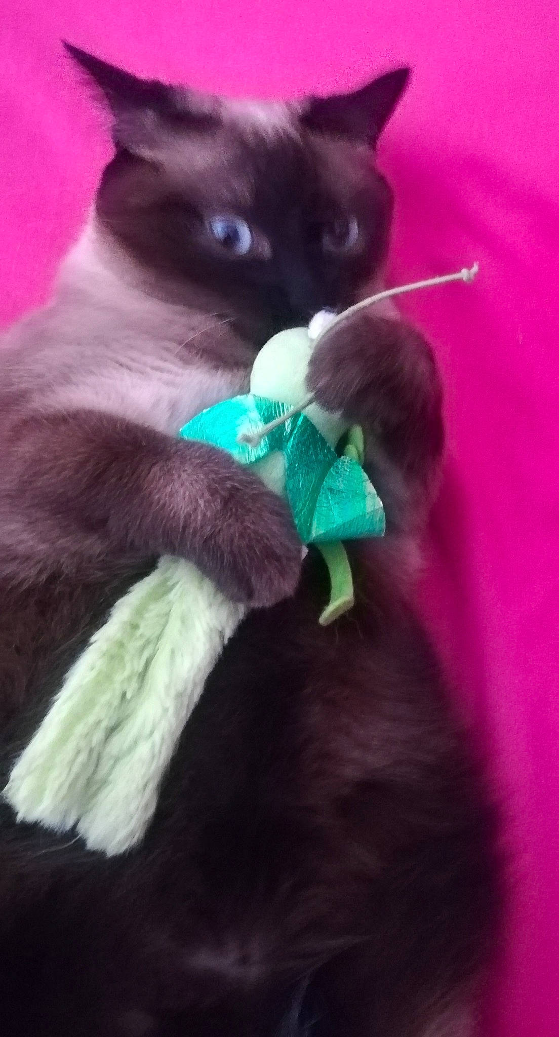 Nala a rejoint le concours — aidez-le/la à gagner de superbes lots ! balinese, birman, black_cat, burmese, carnivore, cat, felidae, javanese, kitten, korat, mammal, nebelung, russian_blue, siamese, small_to_medium_sized_cats, tail, thai, tonkinese, vertebrate, whiskers