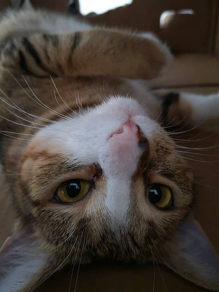 Crevette participe au concours pour gagner de l'argent avec cette photo : aegean_cat, american_curl, american_shorthair, asian, carnivore, cat, close_up, domestic_short_haired_cat, ear, european_shorthair, eye, felidae, fur, mammal, mouth, nose, small_to_medium_sized_cats, snout, tabby_cat, whiskers