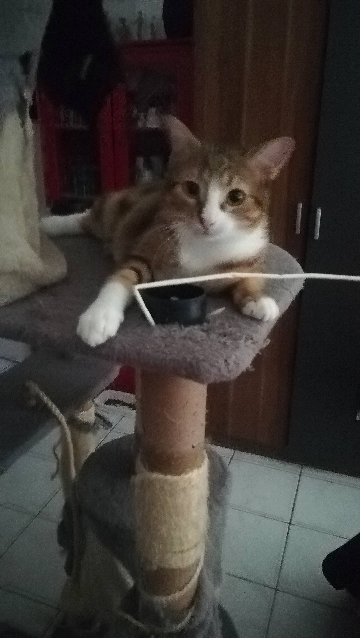 Crevette participe au concours pour gagner de l'argent avec cette photo : aegean_cat, asian, carnivore, cat, chausie, domestic_short_haired_cat, european_shorthair, fawn, felidae, kitten, mammal, ojos_azules, polydactyl_cat, small_to_medium_sized_cats, tabby_cat, tail, whiskers