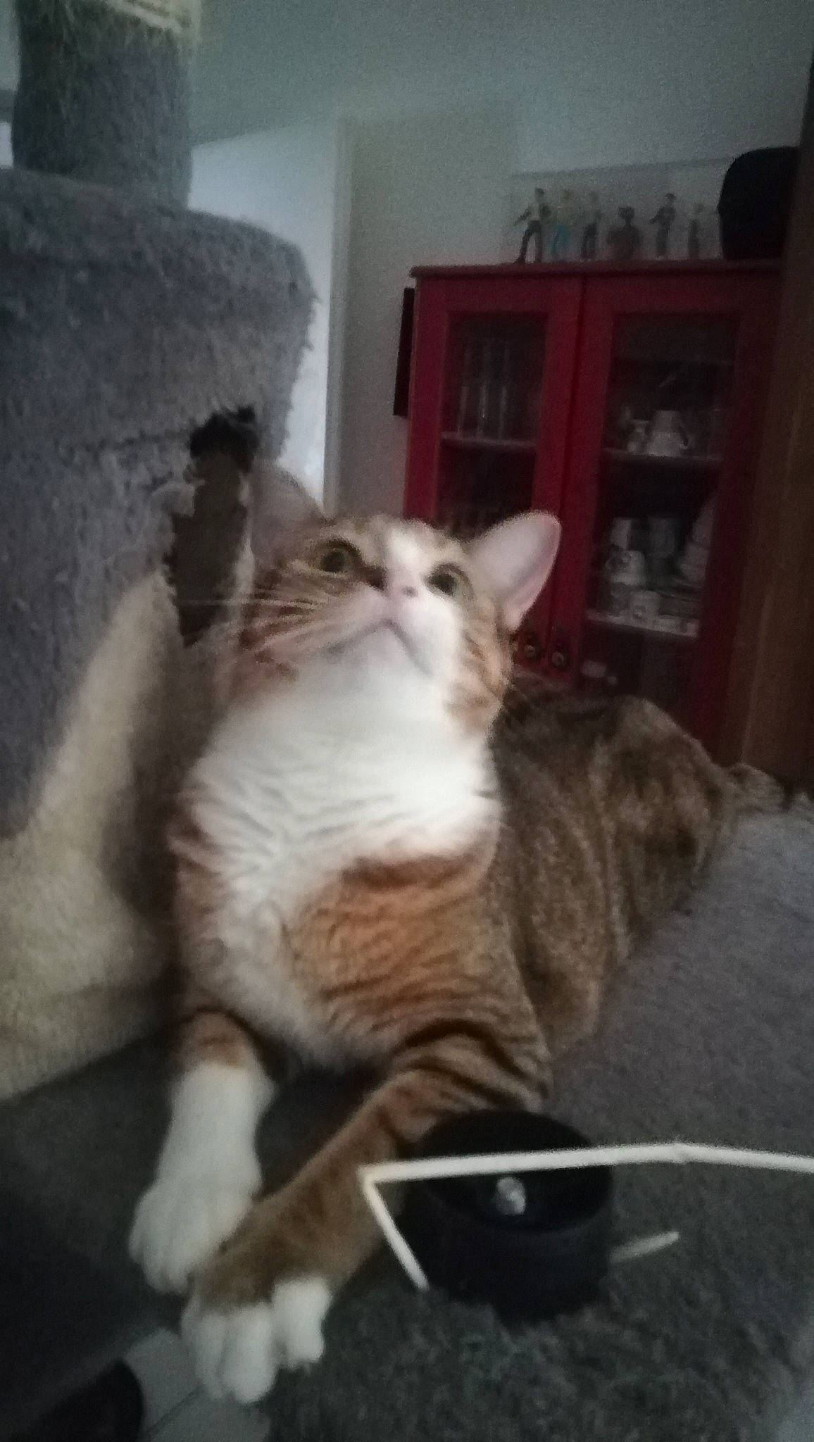 Crevette participe au concours pour gagner de l'argent avec cette photo : aegean_cat, asian, carnivore, cat, domestic_short_haired_cat, ear, european_shorthair, fawn, felidae, fur, kitten, mammal, ojos_azules, paw, polydactyl_cat, small_to_medium_sized_cats, tabby_cat, tail, whiskers