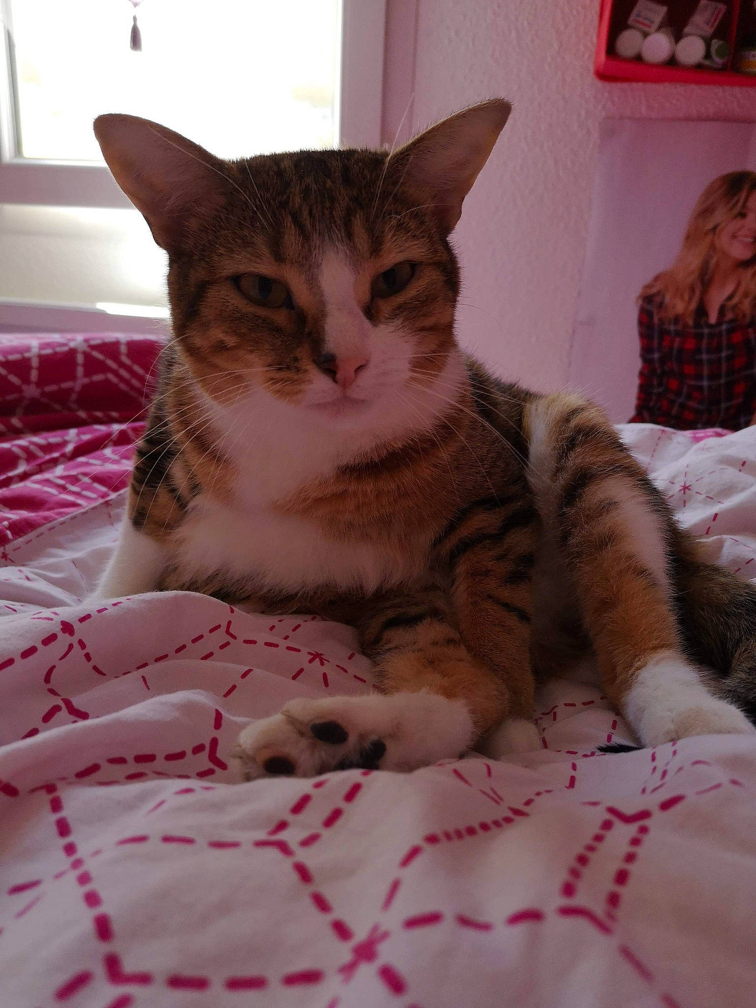 Crevette a rejoint le concours — aidez-le/la à gagner de superbes lots ! aegean_cat, american_shorthair, american_wirehair, arabian_mau, asian, australian_mist, california_spangled, carnivore, cat, domestic_short_haired_cat, dragon_li, european_shorthair, felidae, fur, kitten, mammal, small_to_medium_sized_cats, tabby_cat, whiskers