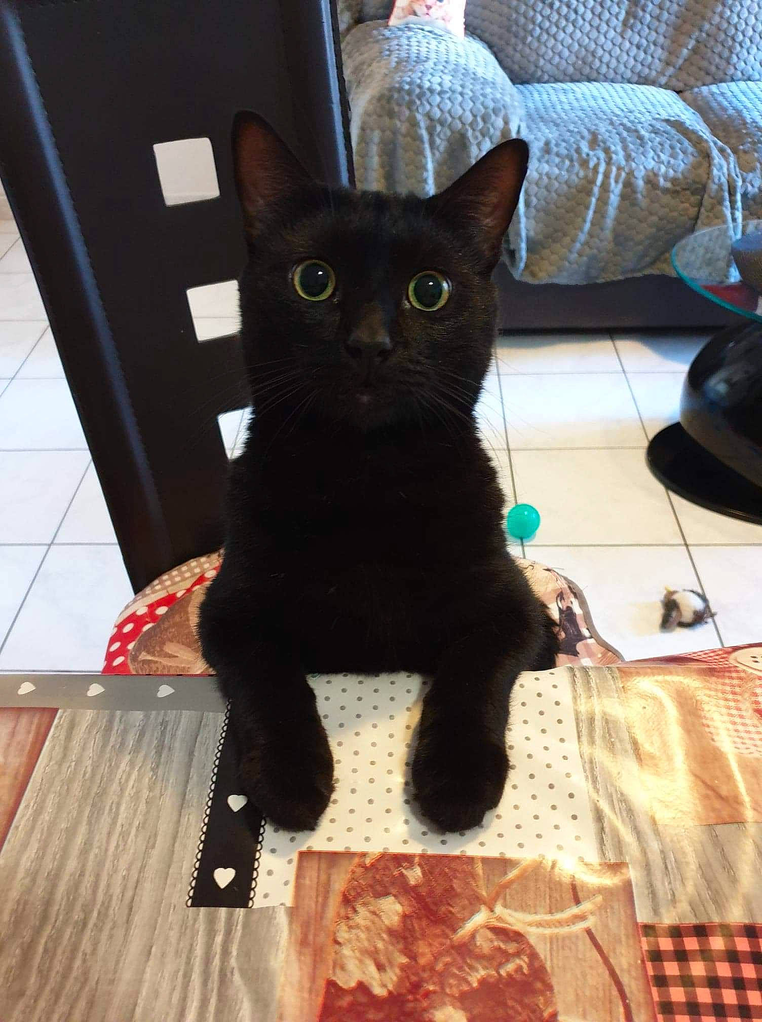 Baguera a rejoint le concours — aidez-le/la à gagner de superbes lots ! asian, black, black_cat, bombay, carnivore, cat, domestic_short_haired_cat, felidae, fur, kitten, korat, mammal, small_to_medium_sized_cats, tail, whiskers