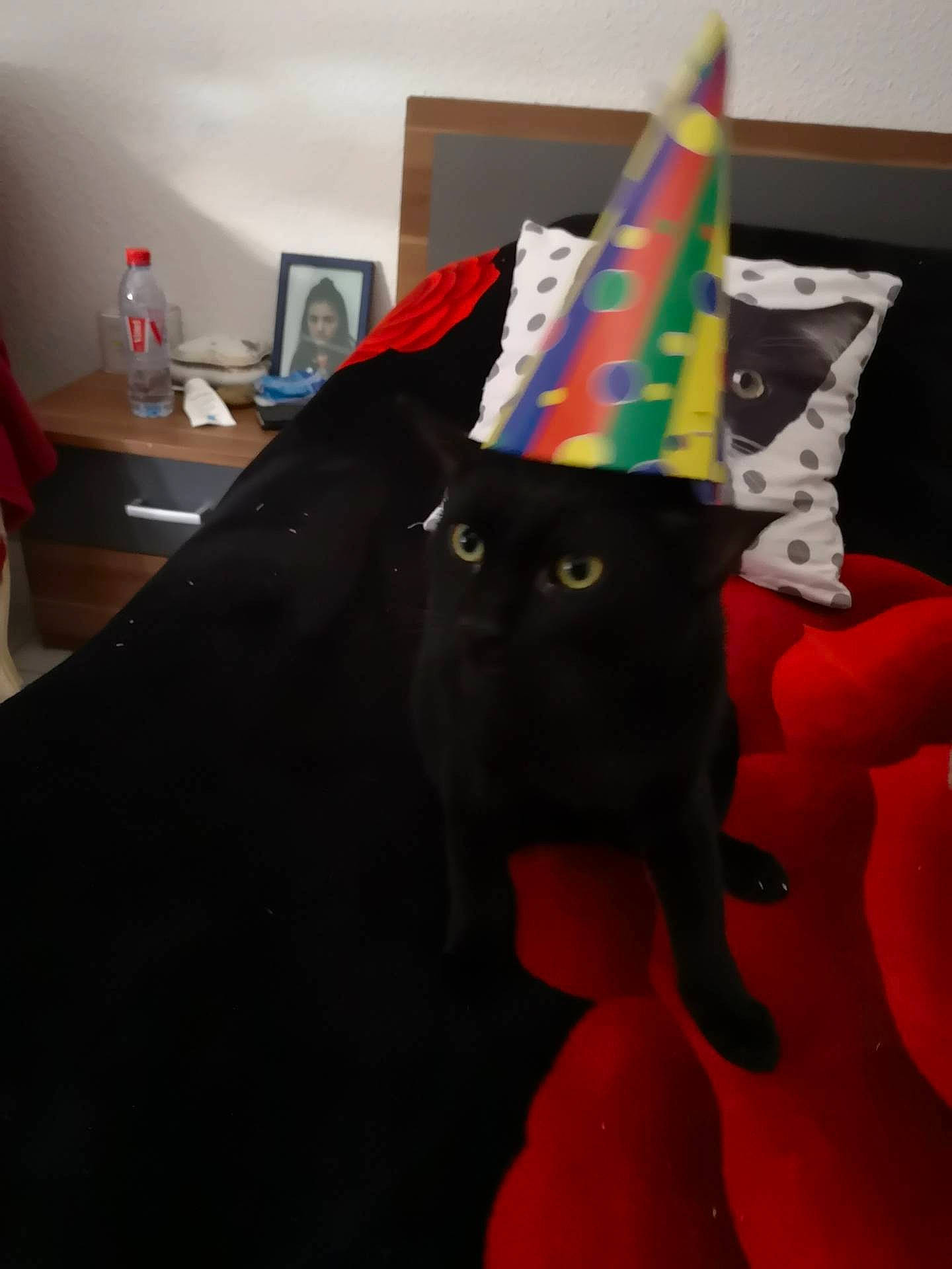 Baguera participe au concours pour gagner de l'argent avec cette photo : black, black_cat, cat, ear, felidae, linens, party_hat, russian_blue, small_to_medium_sized_cats, tail, textile, whiskers