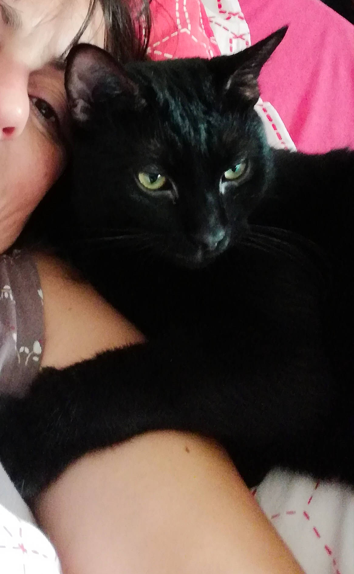 Baguera a rejoint le concours — aidez-le/la à gagner de superbes lots ! asian, black, black_cat, black_hair, bombay, carnivore, cat, domestic_short_haired_cat, ear, eye, felidae, fur, kitten, skin, small_to_medium_sized_cats, snout, whiskers