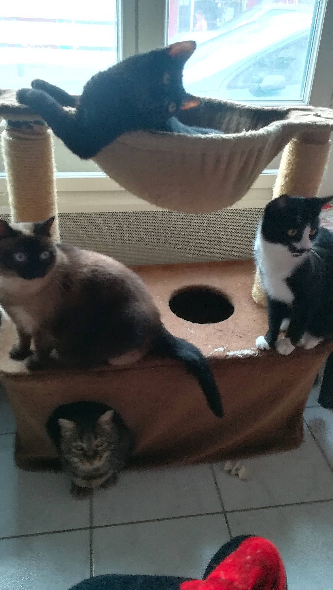 Baguera a rejoint le concours — aidez-le/la à gagner de superbes lots ! black_cat, carnivore, cat, felidae, kitten, siamese, small_to_medium_sized_cats, snowshoe, tail, thai, whiskers