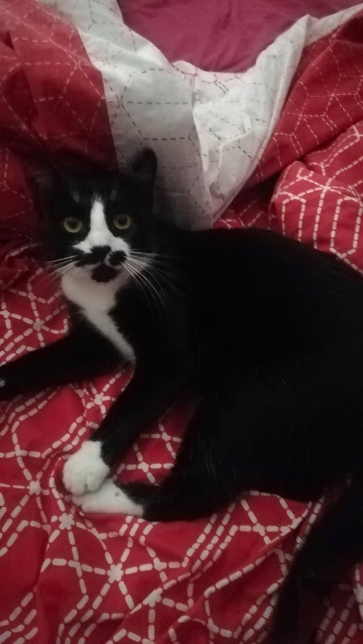 Moustache participe au concours pour gagner de l'argent avec cette photo : black_cat, carnivore, cat, design, domestic_short_haired_cat, felidae, fur, kitten, leg, norwegian_forest_cat, pattern, polydactyl_cat, small_to_medium_sized_cats, snout, tail, whiskers