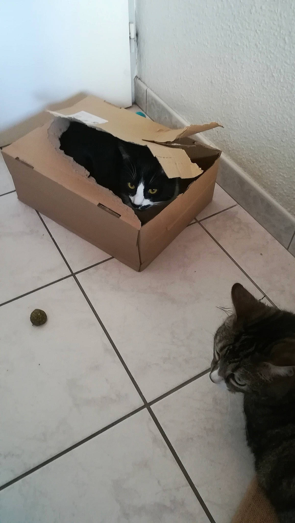 Moustache a rejoint le concours — aidez-le/la à gagner de superbes lots ! canidae, cat, floor, flooring, hardwood, room, tile