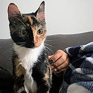 Luna is registered to the contest to win money with this photo: cat, kitten, tortoiseshell, pet, feline, whiskers, ears, eyes, fur, sofa, couch, blanket, hand, nails, indoor, portrait, sitting, cozy, home, domestic_animal