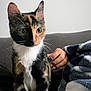 cat, kitten, tortoiseshell, pet, feline, whiskers, ears, eyes, fur, sofa, couch, blanket, hand, nails, indoor, portrait, sitting, cozy, home, domestic_animal