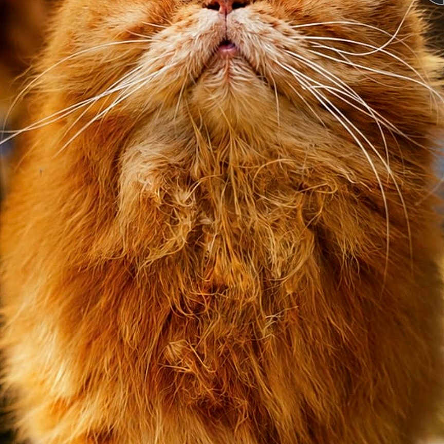 Jahman participe au concours pour gagner de l'argent avec cette photo : cat, orange_cat, fluffy, long_hair, pet, animal, outdoor, nature, curious, golden_eyes, portrait, close_up, feline, whiskers, fur, looking_up, cute, mammal, soft_light, background_blur