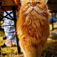 Jahman participe au concours pour gagner de l'argent avec cette photo : cat, orange_cat, fluffy, outdoor, grass, animal, pet, feline, walking, whiskers, close_up, portrait, nature, sunlight, blurred_background, person, legs, chair, fur, eyes