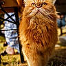 cat, orange_cat, fluffy, outdoor, grass, animal, pet, feline, walking, whiskers, close_up, portrait, nature, sunlight, blurred_background, person, legs, chair, fur, eyes