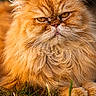 Jahman participe au concours pour gagner de l'argent avec cette photo : cat, orange_cat, fluffy, long_hair, grass, outdoor, animal, pet, feline, close_up, portrait, whiskers, ears, eyes, nature, sunlight, relaxed, ground, muzzle, fur