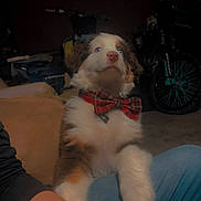 Nitro is registered to the contest to win money with this photo: puppy, dog, bow_tie, plaid, collar, blue_eyes, fur, lap, jeans, human_arm, tattoo, couch, indoor, bicycle, wheel, dim_lighting, pet, portrait, sitting, adorable