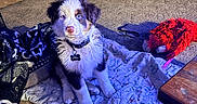 Nitro joined the competition — help win amazing prizes! blanket, blue_eyes, brown_fur, carpet, coffee_table, collar, couch, dog, floor, id_tag, leash, living_room, pet_mat, plush_toy, puppy, red_furry_toy, rope_toy, throw_blanket, white_fur, wicker_basket