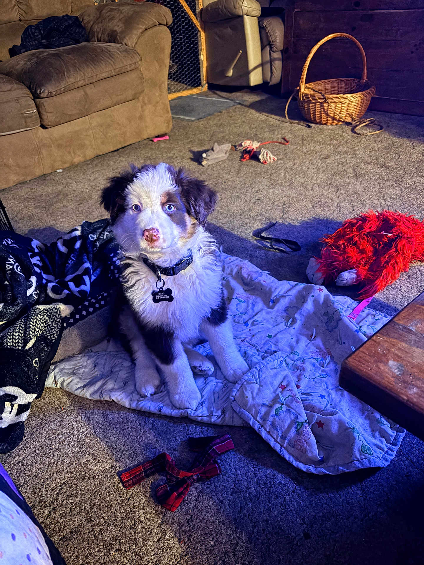 Nitro joined the competition — help win amazing prizes! puppy, dog, blanket, carpet, couch, wicker_basket, rope_toy, plush_toy, collar, id_tag, blue_eyes, white_fur, brown_fur, living_room, leash, coffee_table, throw_blanket, red_furry_toy, floor, pet_mat