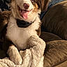 Nitro joined the competition — help win amazing prizes! animal, black, blanket, brown, collar, comfort, couch, cozy, dog, fluffy, fur, happy, home, indoor, pet, puppy, relaxed, smiling, tongue_out, white