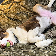 Nitro is registered to the contest to win money with this photo: animal, bed, brown_fur, camouflage, collar, cozy, cute, dog, fur, indoor, lying_down, mouth, pet, pink_nose, playful, relaxed, sleepy, tennis_ball, toy, white_fur
