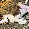 animal, bed, brown_fur, camouflage, collar, cozy, cute, dog, fur, indoor, lying_down, mouth, pet, pink_nose, playful, relaxed, sleepy, tennis_ball, toy, white_fur