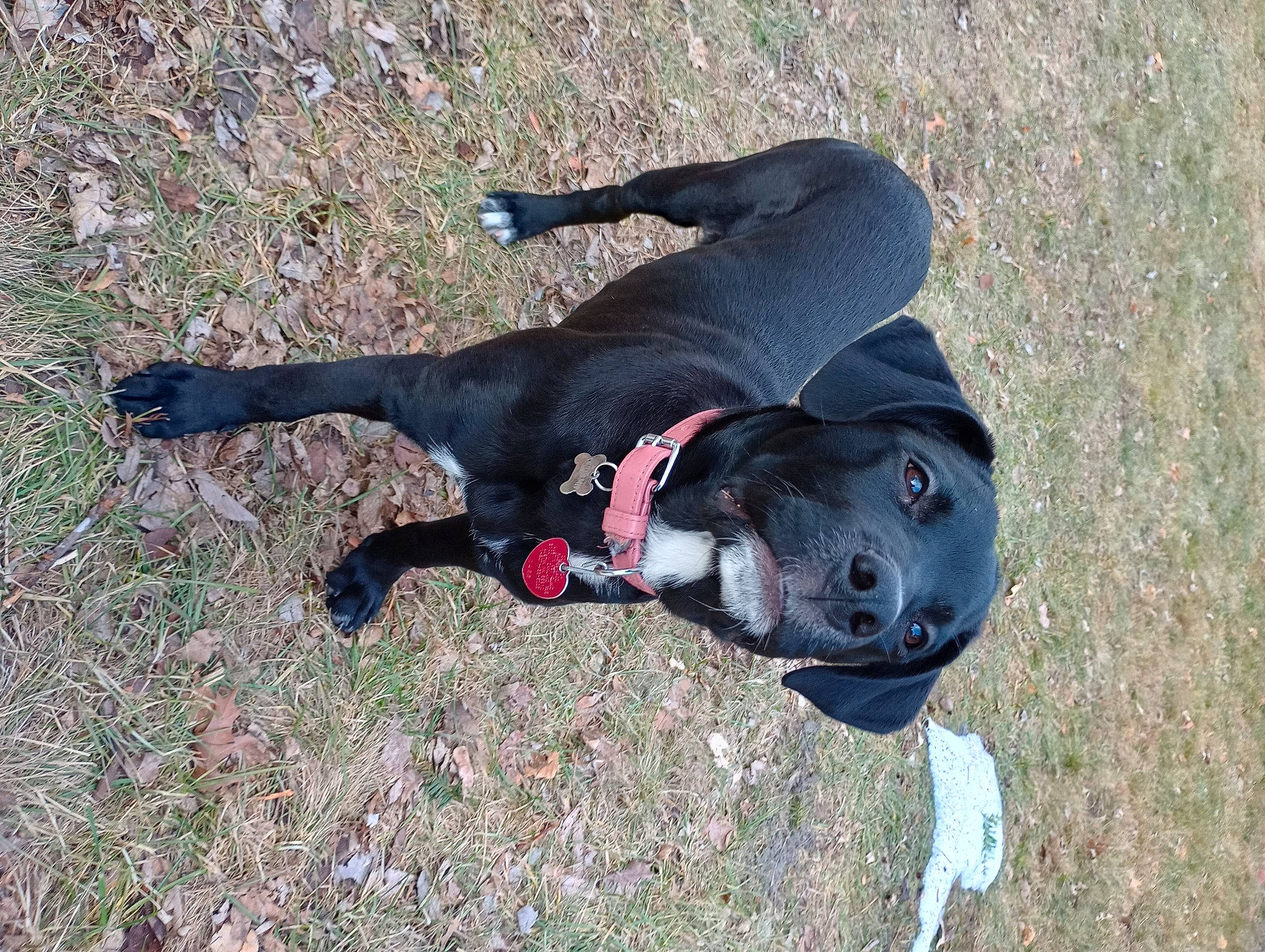 Stella Rose is registered to the contest to win money with this photo: active_pants, adventure, canidae, carnivore, collar, companion_dog, dog, dog_breed, dog_collar, dog_supply, grass, guard_dog, leash, plant, recreation, snout, sporting_group, tail, tree, working_animal