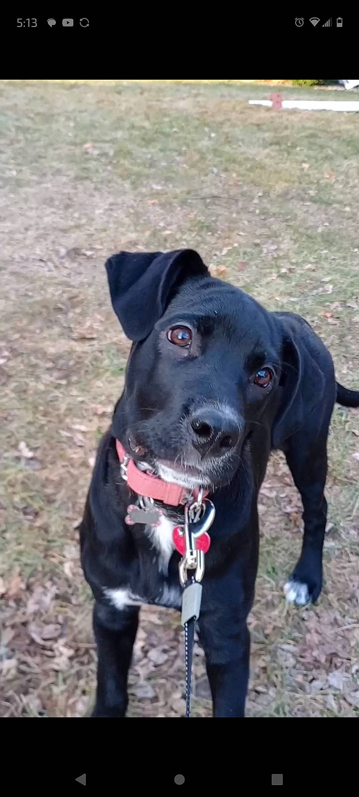 Stella Rose joined the competition — help win amazing prizes! adventure, borador, canidae, carnivore, collar, companion_dog, dog, dog_breed, dog_collar, fashion_accessory, fawn, gun_dog, leash, personal_protective_equipment, pet_supply, retriever, snout, sporting_group, whiskers, working_animal