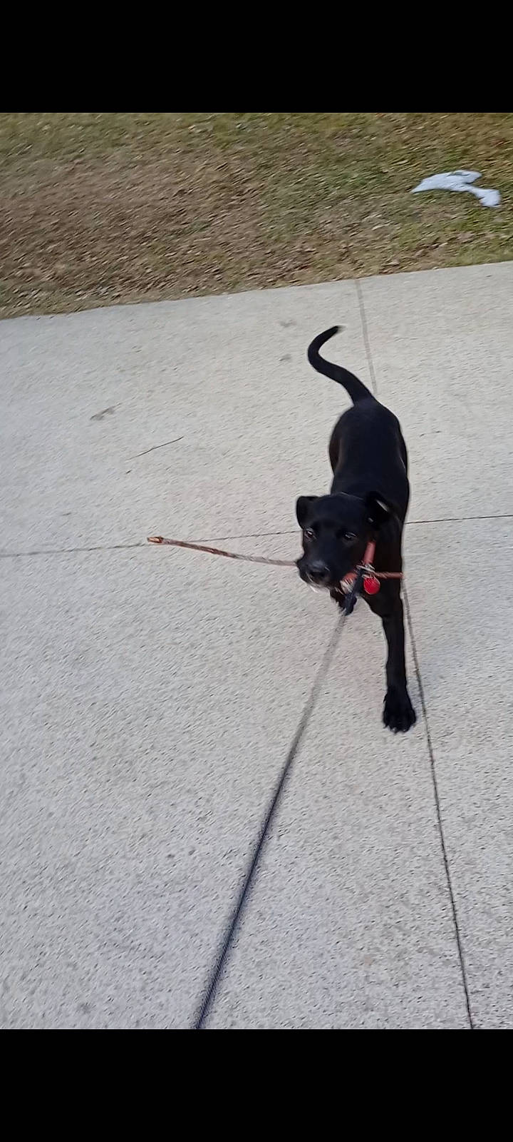 Stella Rose joined the competition — help win amazing prizes! asphalt, canidae, carnivore, collar, companion_dog, concrete, dog, dog_breed, dog_collar, fashion_accessory, felidae, floor, flooring, leash, pet_supply, road_surface, shadow, small_to_medium_sized_cats, tail, working_animal