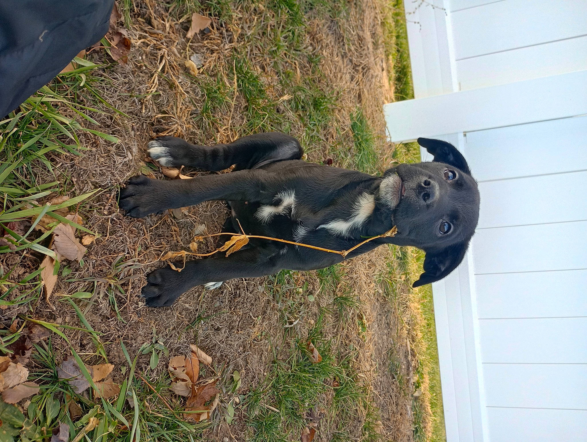 Stella Rose is registered to the contest to win money with this photo: art, dog_breed, grass, guard_dog, metal, plant, sculpture, soil, tail, terrestrial_animal, working_animal