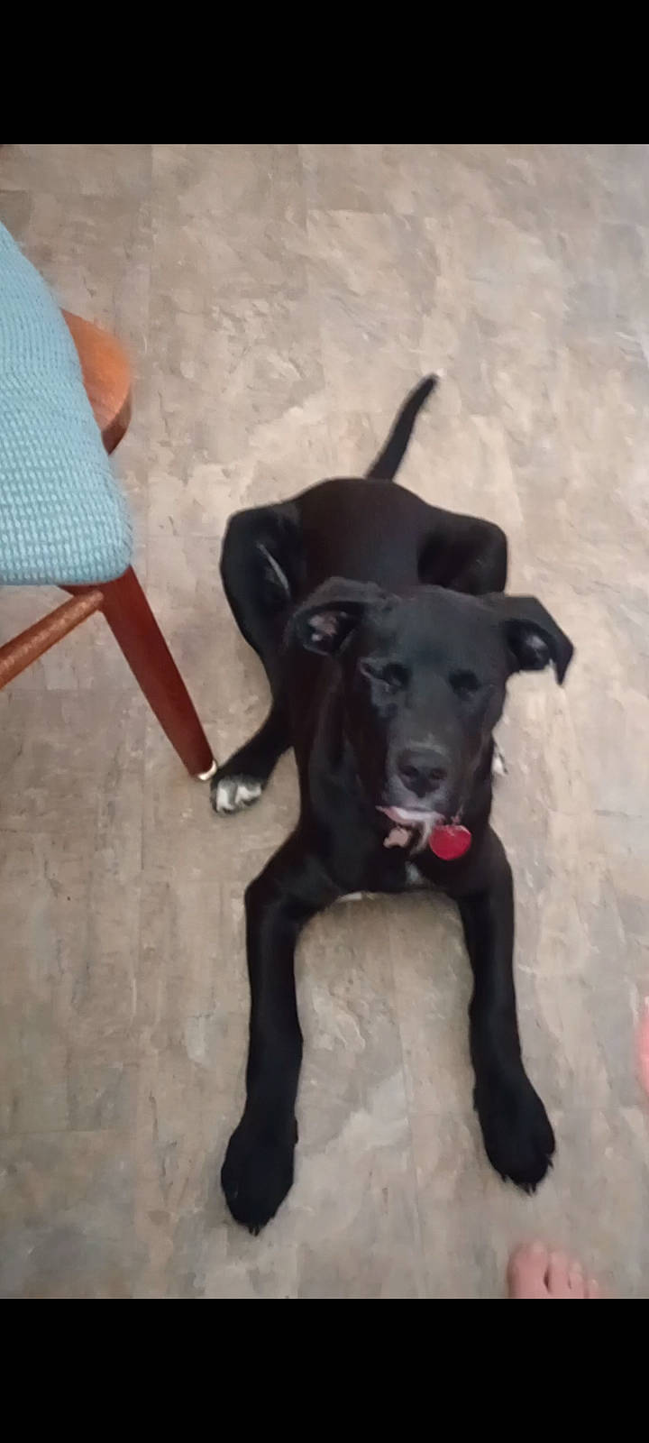 Stella Rose joined the competition — help win amazing prizes! borador, canidae, carnivore, collar, companion_dog, dog, dog_breed, dog_collar, fawn, flooring, fur, hunting_dog, non_sporting_group, pet_supply, snout, sporting_group, tail, working_animal