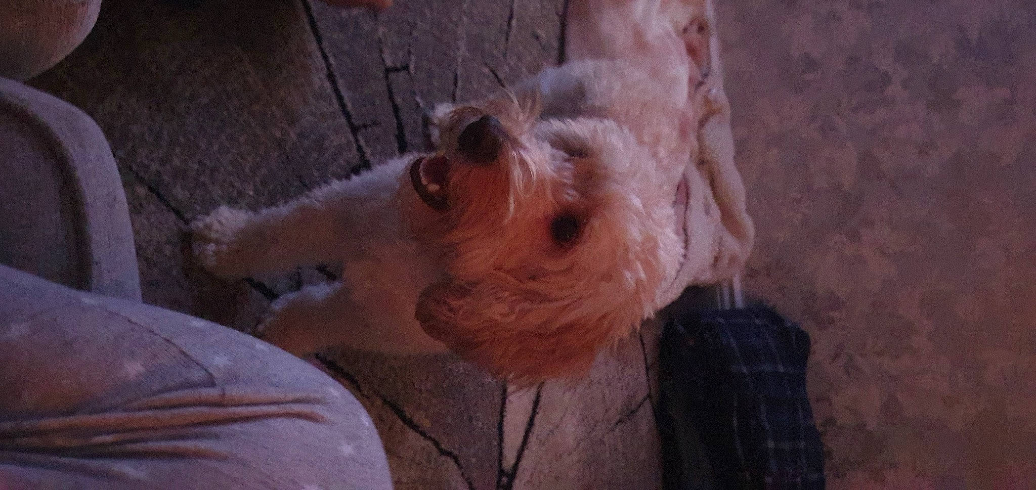 Gypsie joined the competition — help win amazing prizes! carnivore, companion_dog, dog, dog_breed, dog_supply, ear, fawn, fur, irish_terrier, small_terrier, snout, terrestrial_animal, terrier, toy_dog, whiskers, wood, working_animal