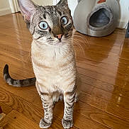 Phoenix is registered to the contest to win money with this photo: cat, blue_eyes, tabby, sitting, wooden_floor, cat_bed, indoor, pet, curious, feline, whiskers, ears, tail, home, flooring, animal, looking_up, domestic_cat, striped, cute