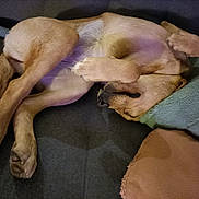 Aïka participe au concours pour gagner de l'argent avec cette photo : dog, sleeping, couch, blanket, pillow, paw, fur, pet, relaxed, indoor, cozy, resting, animal, canine, cute, comfortable, domestic, home, laying, brown